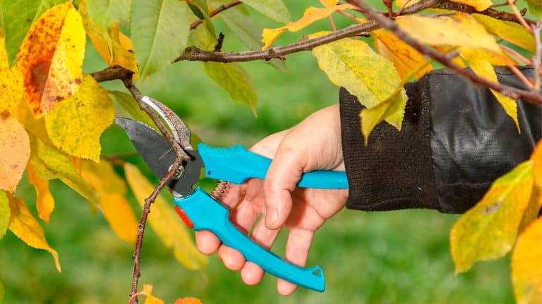 Découvrez les 8 plantes à ne pas tailler cet automne pour un jardin resplendissant au printemps