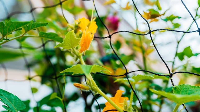 Comment et quand installer un filet brise-vent pour protéger votre jardin des caprices du climat