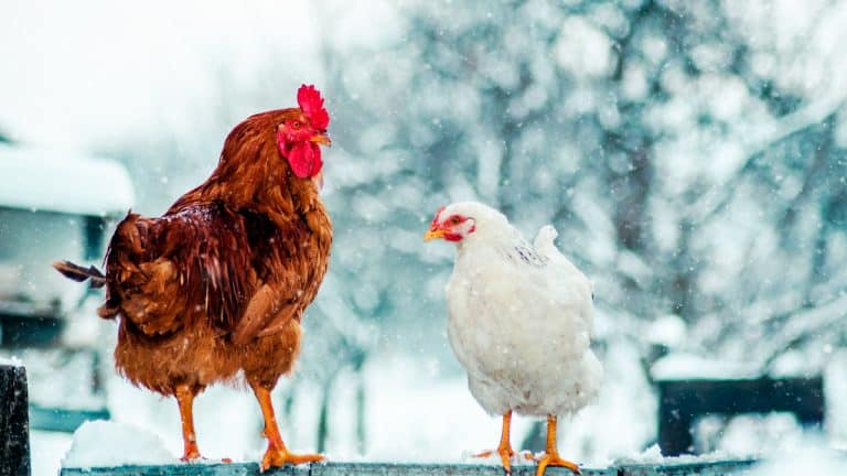 Protégez vos poules du froid cet hiver : conseils et races robustes pour une basse-cour heureuse