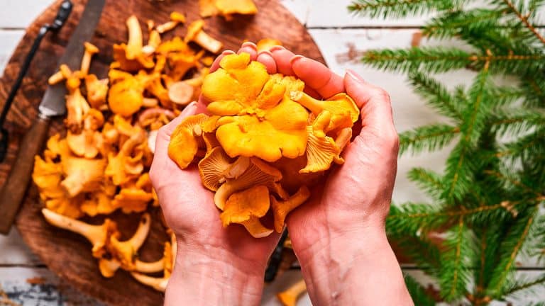 Découvrez comment sécher les chanterelles sur un fil et savourer leur goût toute l’année