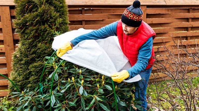 Découvrez comment protéger vos plantes du gel avec le paillage : un guide essentiel pour un jardin resplendissant tout l’hiver