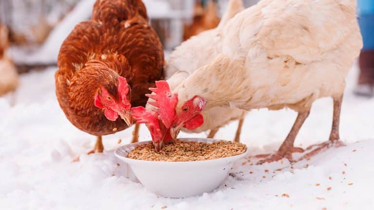 Boostez la santé de vos poules cet hiver avec ces recettes de pâtée riches en protéines