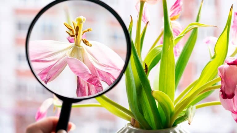 Les secrets des pépinières : comment vos plantes sont préparées pour prospérer chez vous