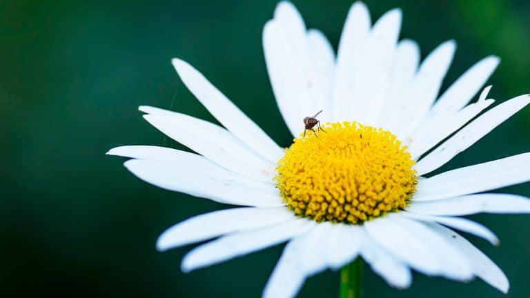 Les secrets de la marguerite à œil de boeuf : comment cette plante peut transformer votre jardin