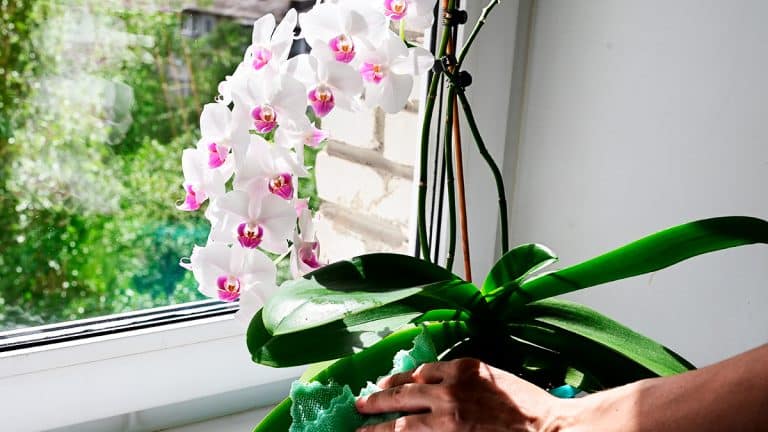 Orchidées en automne : les erreurs à éviter pour une floraison spectaculaire