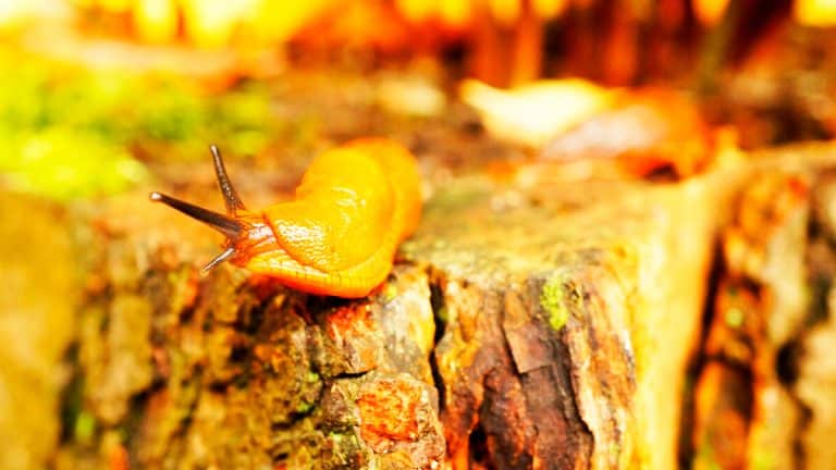 Comment protéger vos légumes d’hiver des limaces et garantir des récoltes plus saines et abondantes ?