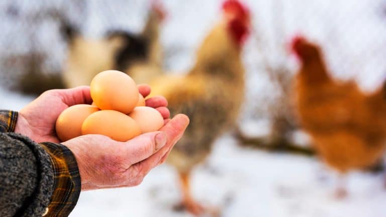 Chouchoutez vos poules cet hiver : trois recettes nutritives pour les protéger du froid