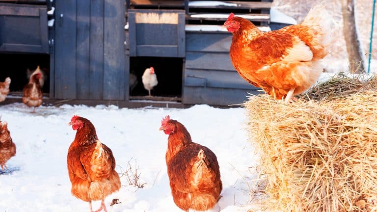 Comment bichonner vos poules cet hiver pour une santé de fer et une production d’œufs optimale?