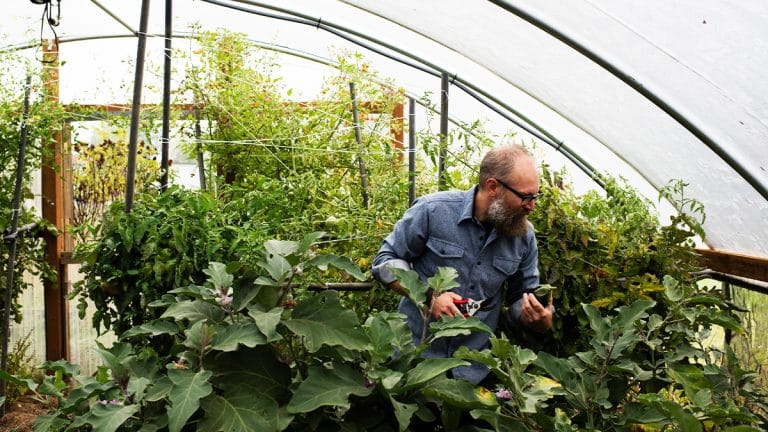 Les secrets d’un jardin couvert pour récolter des légumes savoureux toute l’année