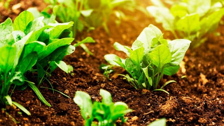 Les secrets pour réussir vos semis de salades ce printemps : un guide complet pour chaque jardinier