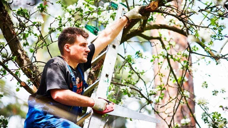 Voici comment tailler vos arbres fruitiers avant mi-novembre pour garantir une récolte double l’année suivante