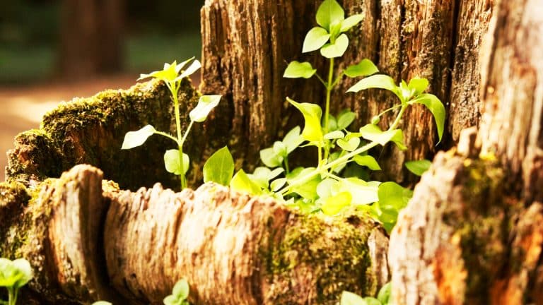 Les secrets pour transformer votre jardin en havre de paix avec des arbres à croissance fulgurante