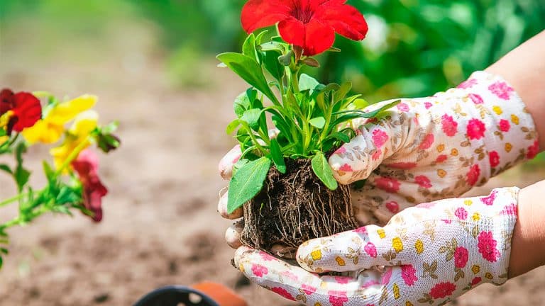 Faites fleurir votre jardin de manière écologique avec les cendres de bois avec ce fertilisant naturel