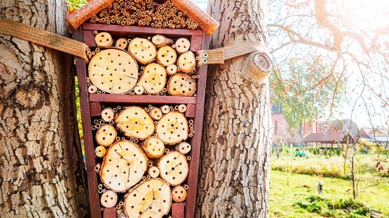 Comment votre jardin peut devenir un sanctuaire pour la biodiversité grâce à un hôtel à insectes