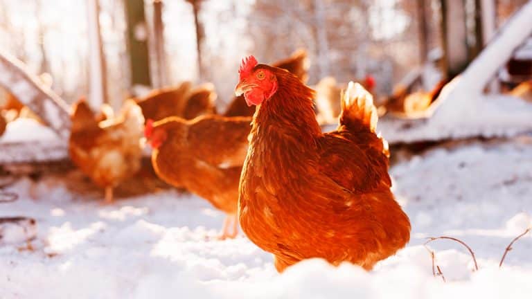 3 races de poules qui bravent le froid : un guide complet pour un élevage hivernal réussi