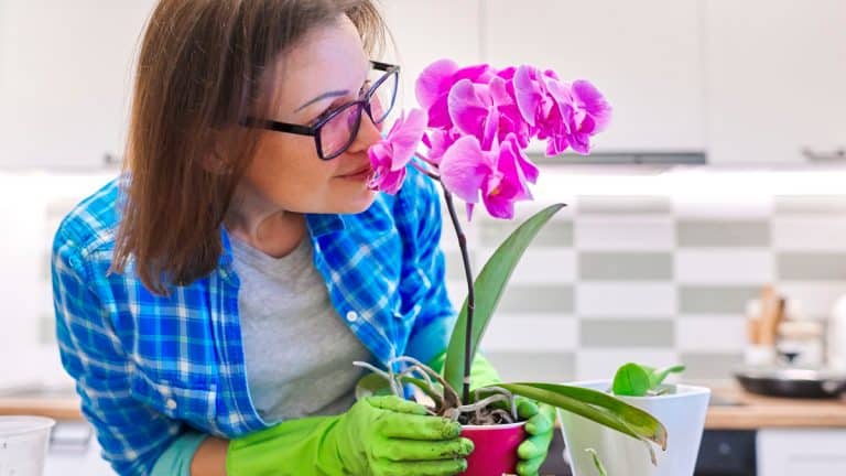 Les secrets pour revitaliser votre orchidée aux feuilles jaunissantes et lui redonner une santé éclatante