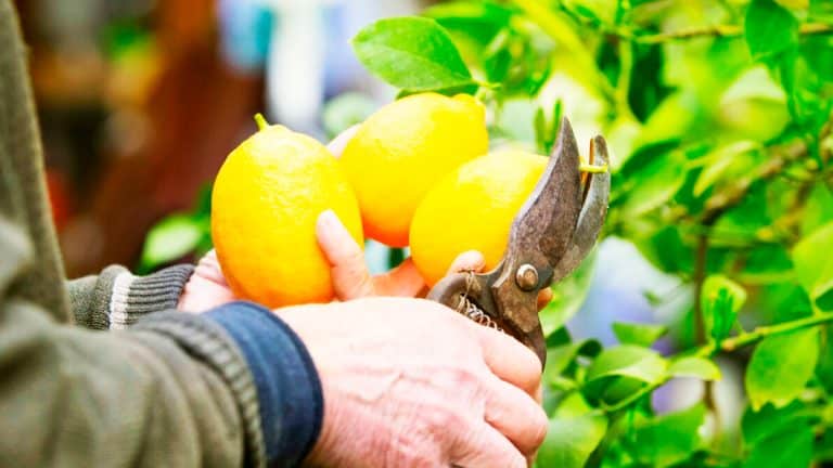 Protégez votre citronnier cet hiver : les secrets pour une récolte abondante au printemps