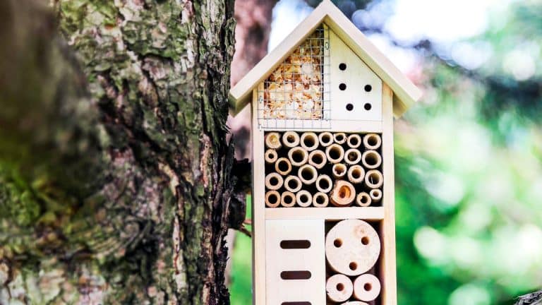 Les secrets pour créer un hôtel à insectes chez soi : un refuge pour nos amis les pollinisateurs