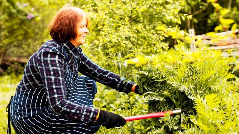 Les secrets pour maintenir votre jardin-forêt en pleine santé : astuces et pratiques durables