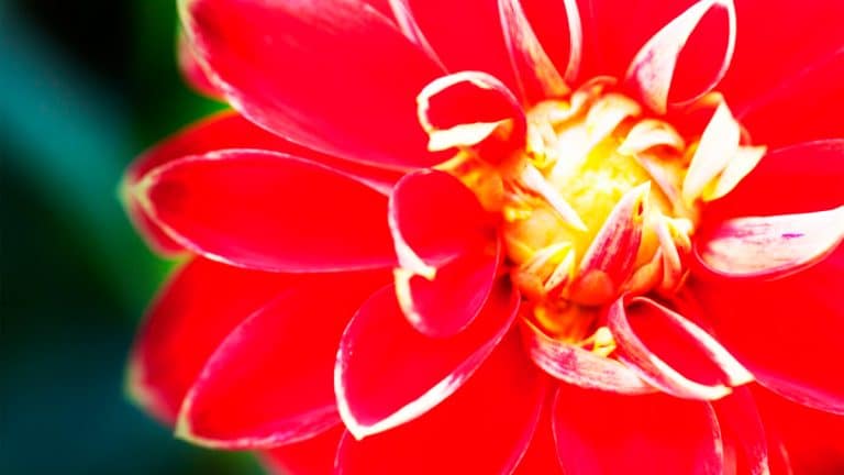 Les secrets de grand-mère pour des dahlias flamboyants : découvrez comment illuminer votre jardin