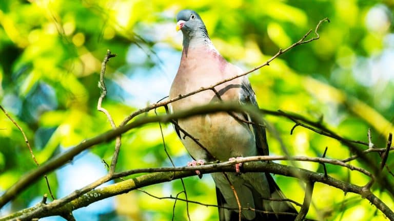 Repoussez les pigeons de votre jardin ou balcon sans nuire : découvrez des méthodes efficaces et respectueuses