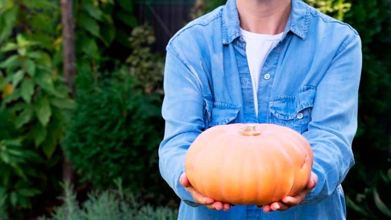 Cultivez le potimarron chez vous et régalez-vous de ses fruits savoureux chaque automne