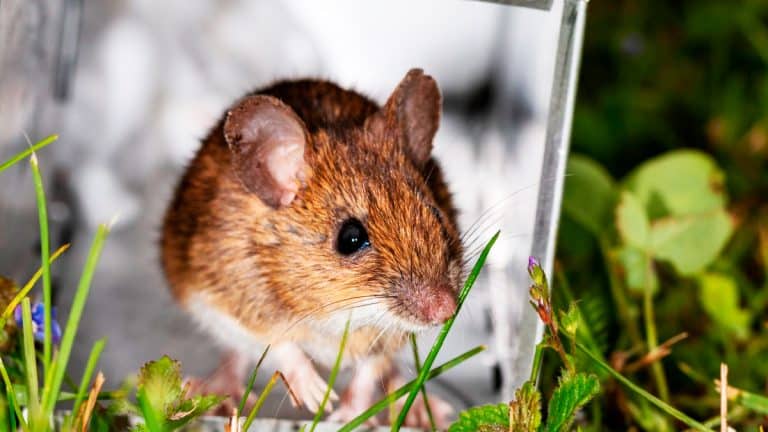 Les souris envahissent votre jardin ? Découvrez des astuces culinaires et naturelles pour les repousser efficacement