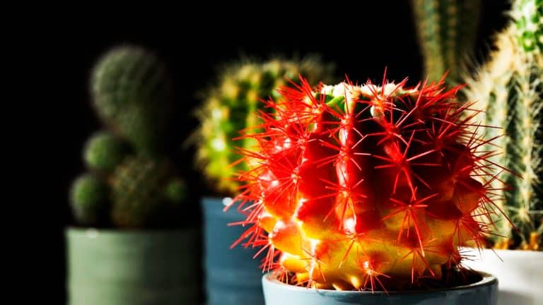 Les secrets pour magnifier la floraison de votre cactus de Noël : stratégies et astuces exclusives