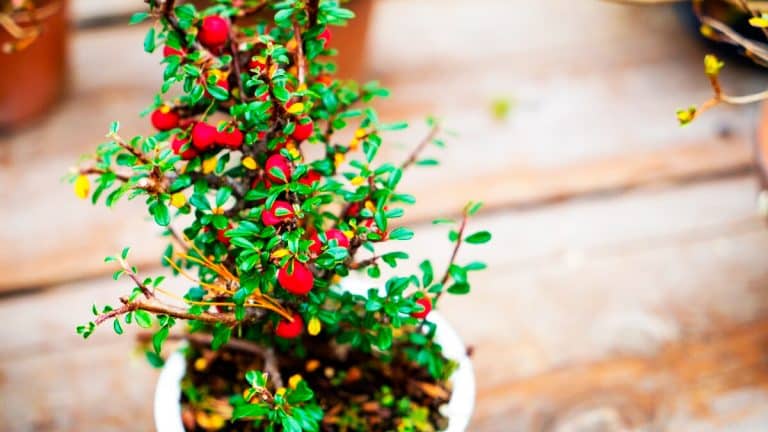 Ces plantes robustes qui subliment votre jardin en hiver et éblouissent toute l’année