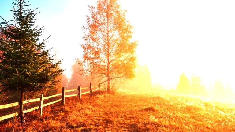 Les secrets pour préparer votre verger en automne : assurez santé et abondance à vos arbres fruitiers