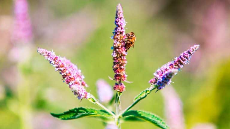 Les secrets pour cultiver le bistort chez vous : Un guide complet pour les amateurs de jardinage