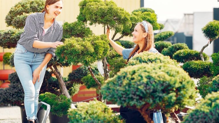 Découvrez 5 arbres parfaits pour sublimer votre mini-jardin et optimiser l’espace avec style