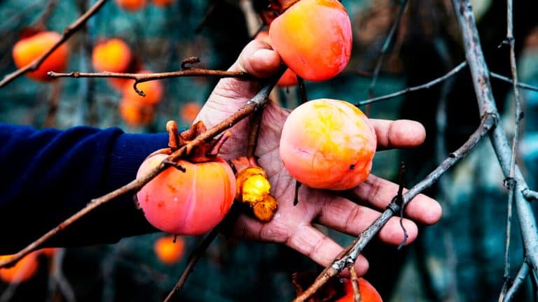 Protégez vos pêchers des gelées tardives : découvrez des techniques simples pour des récoltes abondantes