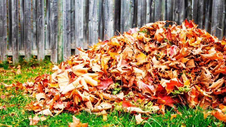 Les feuilles du voisin se retrouvent dans votre jardin, voici vos droits et des astuces culinaires surprenantes