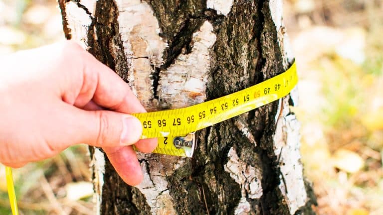 Les secrets d’une taille optimale de vos noyers pour une récolte abondante et un arbre sain