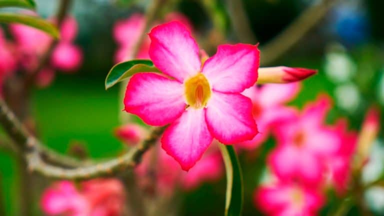 Comment choyer votre laurier rose durant l’hiver pour une explosion de couleurs au printemps ?