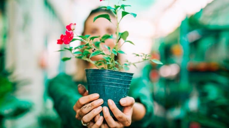 Découvrez comment cette plante peut transformer votre jardin en un havre de paix fleuri tout l’hiver