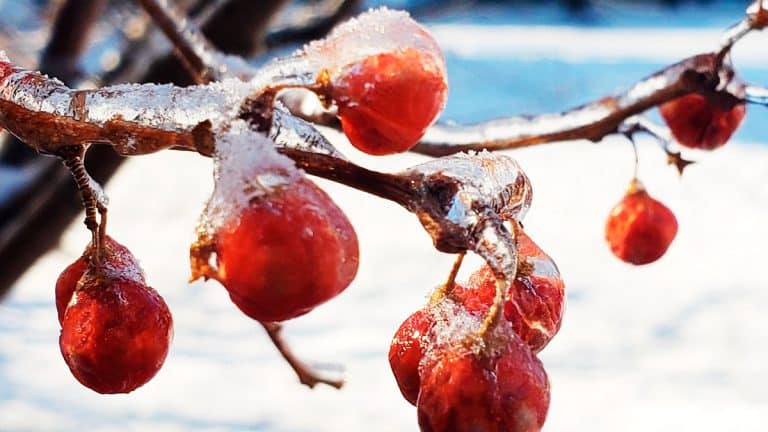 Protégez votre figuier du froid : découvrez des astuces simples pour une reprise vigoureuse au printemps