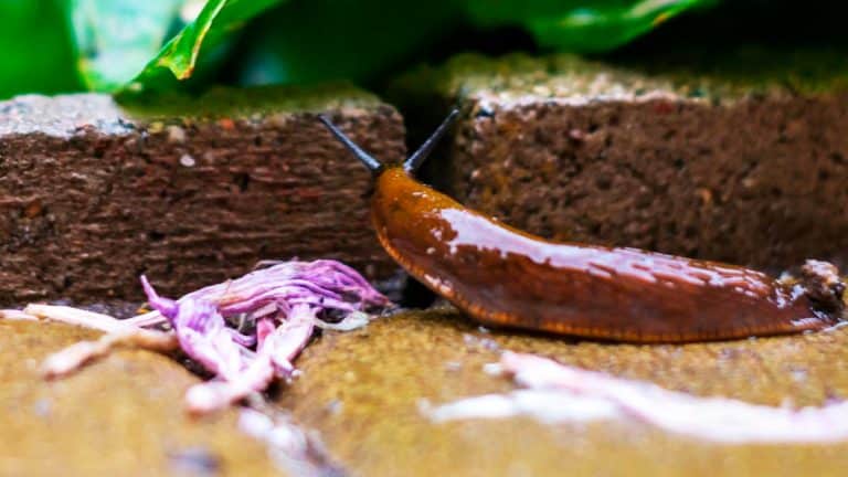 Ces petits déchets métalliques dans votre maison qui protègent naturellement contre les limaces