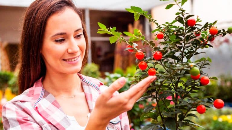 Découvrez comment maximiser la productivité de vos arbres fruitiers avec ces techniques éprouvées