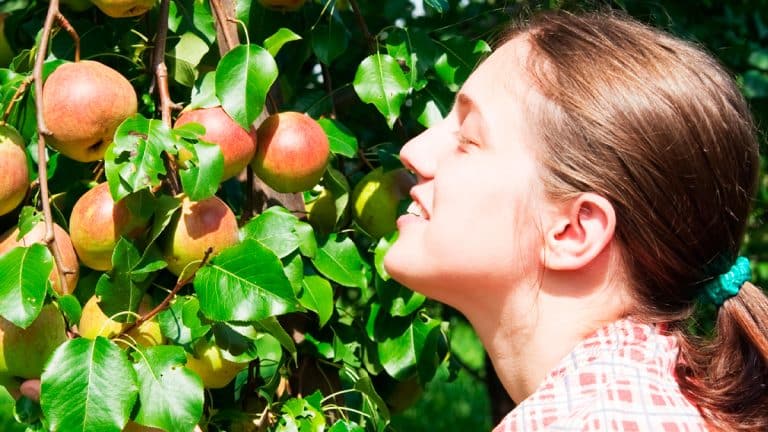 Les secrets pour des arbres fruitiers abondants : conseils pour maximiser votre récolte