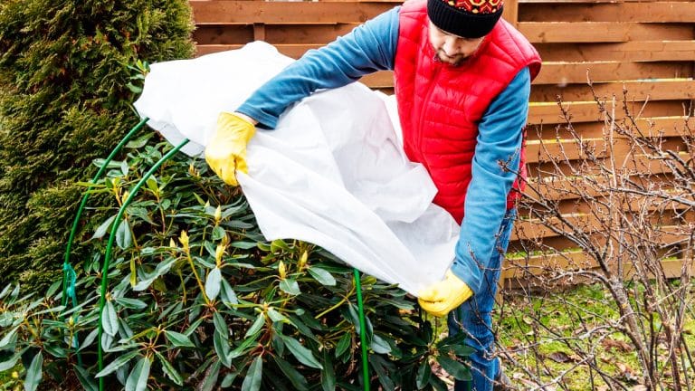 Vous doutez de l’utilité du voile d’hivernage pour vos plantes cet hiver ? Découvrez pourquoi c’est essentiel !