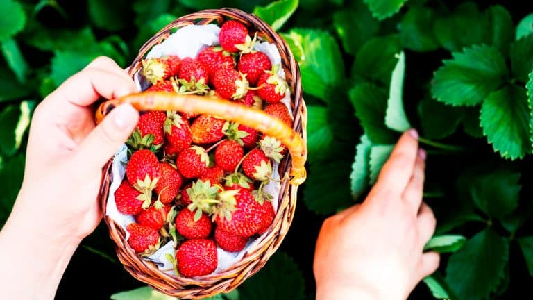 Découvrez les secrets pour cultiver des fraises juteuses sans effort et régaler vos papilles toute l’année