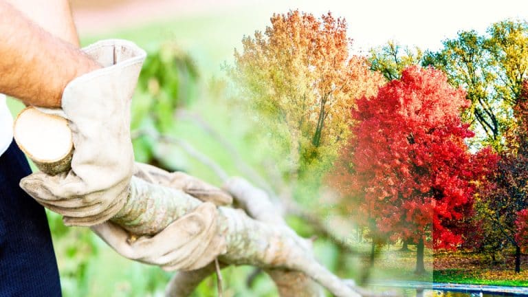 Connaissez-vous les arbres à ne pas tailler en automne ? Découvrez comment protéger votre jardin