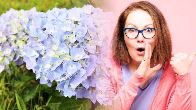 Les secrets pour des hortensias resplendissants révélés après 10 ans de taille experte