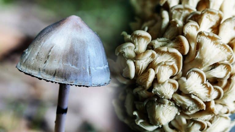 Les trompettes de la mort grises : faut-il les consommer ou les mettre de côté ?