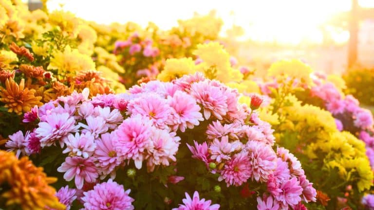 Les chrysanthèmes en septembre : un choix judicieux pour un jardin automnal éblouissant