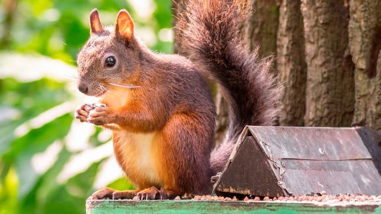 Comment inviter les écureuils dans votre jardin pour une biodiversité florissante ? Découvrez les secrets !