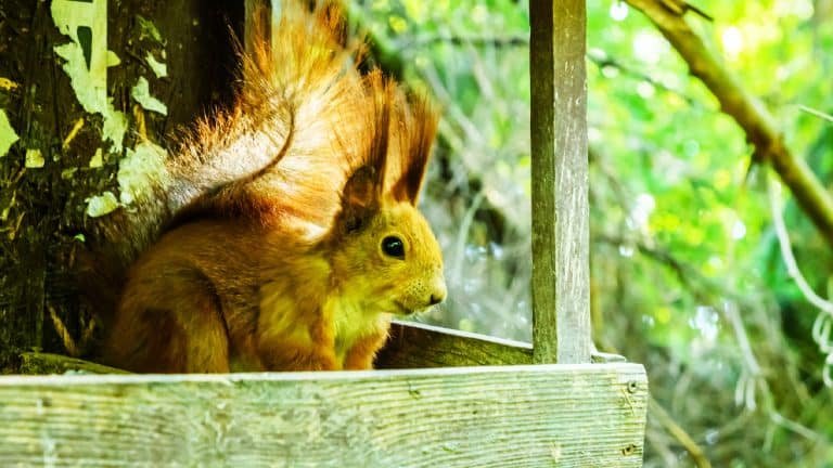 Comment transformer votre jardin en un paradis pour écureuils et enrichir votre biodiversité?