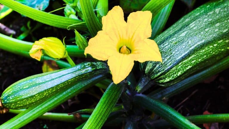 Découvrez comment protéger vos courgettes des maladies avec des astuces simples et efficaces